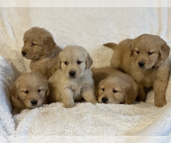 Medium Photo #1 Golden Retriever Puppy For Sale in MERIDIAN, ID, USA