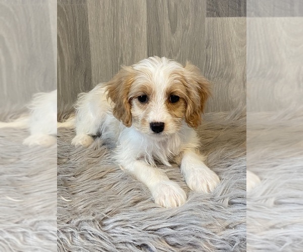 Full screen Photo #3 Cavachon Puppy For Sale in CANOGA, NY, USA