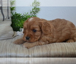 Small Photo #11 Cavapoo (Toy) Puppy For Sale in GREENWOOD, WI, USA