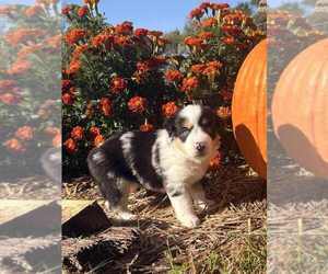 Medium Miniature Australian Shepherd