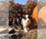 Puppy Atlas Miniature Australian Shepherd