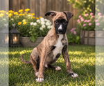 Small #3 German Shepherd Dog Mix