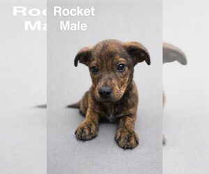 Mountain Cur-Plott Hound Mix Dogs for adoption in Jackson Township, NJ, USA