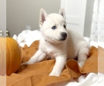 Puppy Mars Siberian Husky