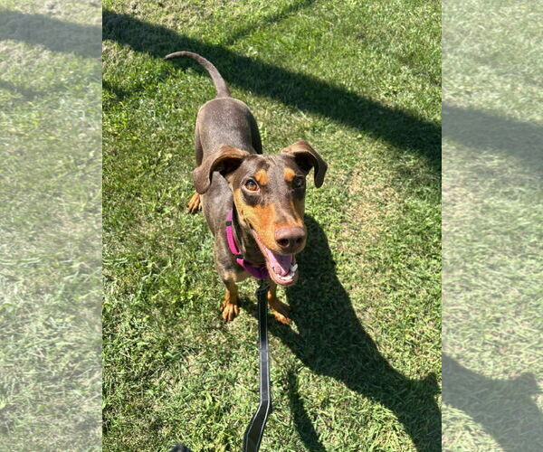 Medium Photo #2 Doberman Pinscher Puppy For Sale in Buffalo, MN, USA