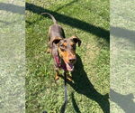 Small #1 Doberman Pinscher