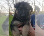 Small Photo #2 German Shepherd Dog Puppy For Sale in MEDINA, OH, USA