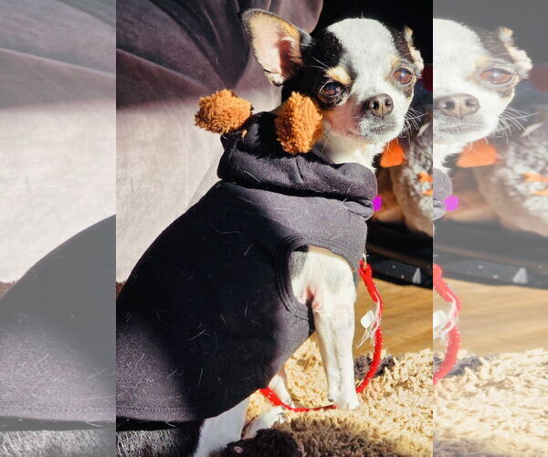 Medium Photo #10 Chihuahua-Unknown Mix Puppy For Sale in Princeton, MN, USA