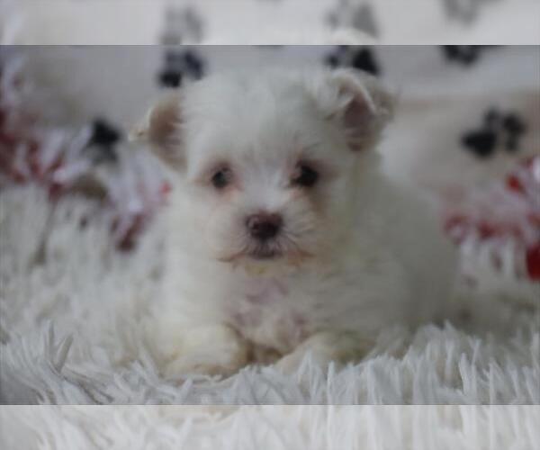 Medium Photo #10 Maltese Puppy For Sale in TAMPA, FL, USA