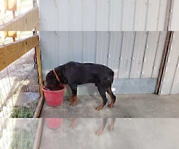 Medium Photo #5 Rottweiler Puppy For Sale in RIEGELWOOD, NC, USA