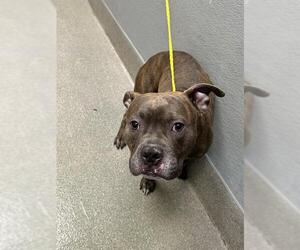 Mutt Dogs for adoption in Las Vegas, NV, USA