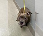 Small Mutt
