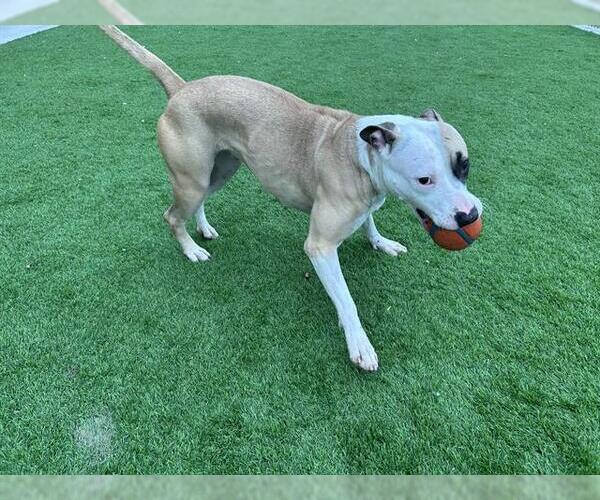 Medium Photo #2 American Staffordshire Terrier-Unknown Mix Puppy For Sale in Grand Prairie, TX, USA