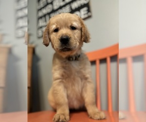 Golden Retriever Litter for sale in NASHVILLE, TN, USA