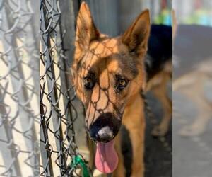 German Shepherd Dog Dogs for adoption in Riverside, CA, USA