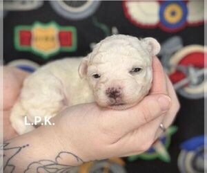 Maltese Puppy for sale in WINNSBORO, LA, USA