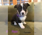 Puppy Rain Pembroke Welsh Corgi