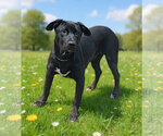 Small #4 Labrador Retriever Mix