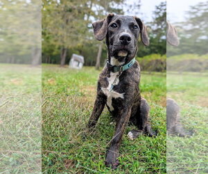 Mutt Dogs for adoption in Hinton, WV, USA