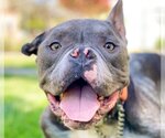 Small Staffordshire Bull Terrier