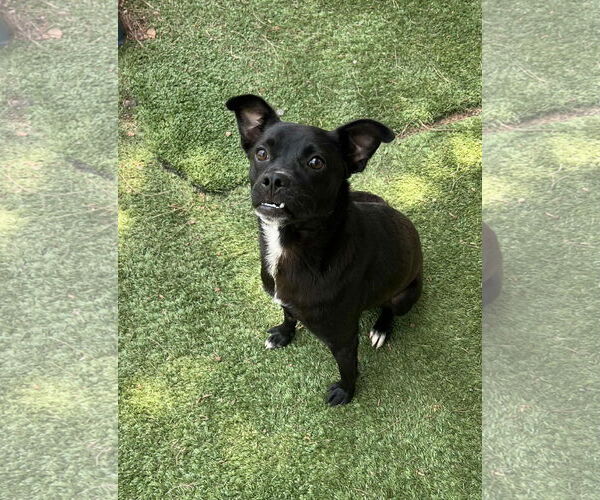 Medium Photo #3 Labrador Retriever-Unknown Mix Puppy For Sale in San Diego, CA, USA