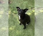 Small #2 Labrador Retriever Mix