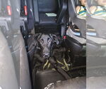 Small #2 Labrador Retriever Mix