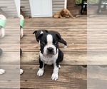 Puppy Sprinkles Boston Terrier