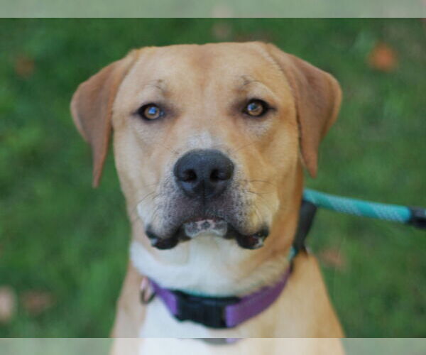 Medium Photo #2 Mastiff-Redbone Coonhound Mix Puppy For Sale in Cookeville, TN, USA