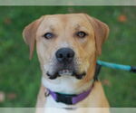 Small #1 Mastiff-Redbone Coonhound Mix