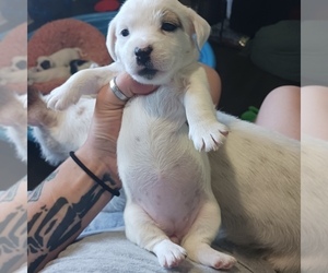 Jack Russell Terrier Puppy for sale in KANSAS CITY, MO, USA