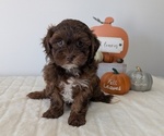 Small #13 ShihPoo