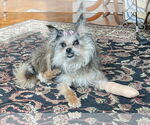 Small #6 Mutt