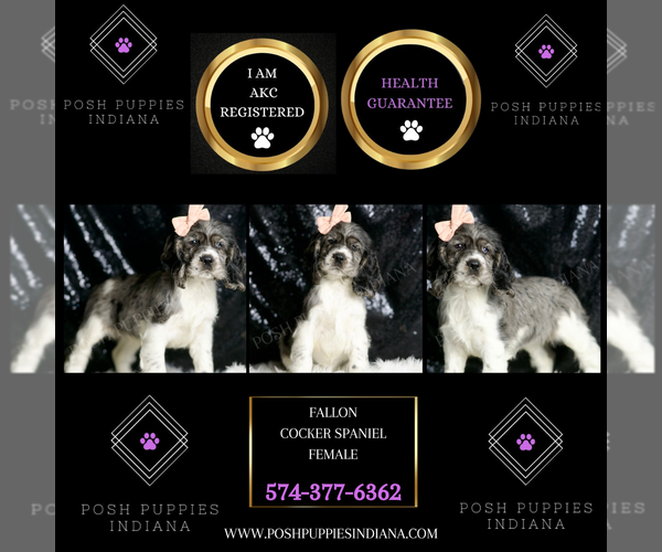 Medium Photo #2 Cocker Spaniel Puppy For Sale in WARSAW, IN, USA