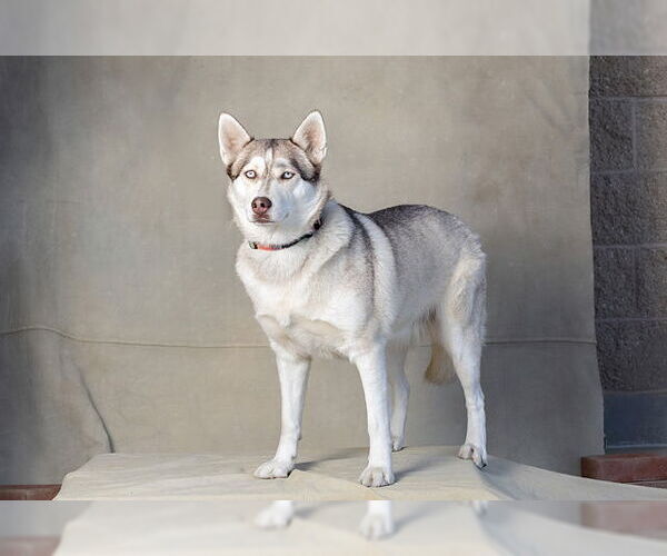Medium Photo #2 Huskies -Unknown Mix Puppy For Sale in Jackson, CA, USA