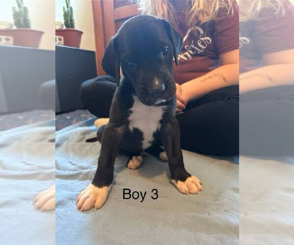 Medium Photo #1 Great Dane Puppy For Sale in RUSSELL, IA, USA