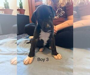 Great Dane Puppy for sale in RUSSELL, IA, USA