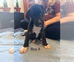 Small Photo #1 Great Dane Puppy For Sale in RUSSELL, IA, USA