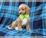 Small #3 Cavapoo (Miniature)