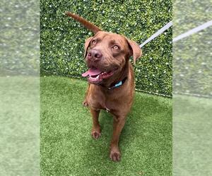 Labrador Retriever-Unknown Mix Dogs for adoption in Naples, FL, USA