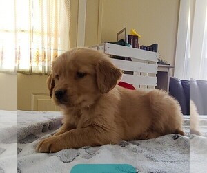 Golden Retriever Puppy for sale in FORT PLAIN, NY, USA