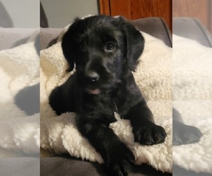 Labradoodle Puppy for sale in PARKERS PRAIRIE, MN, USA