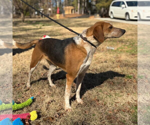 Medium Photo #4 Treeing Walker Coonhound-Unknown Mix Puppy For Sale in Yardley, PA, USA