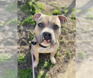 Mutt Dogs for adoption in Forestville, MD, USA