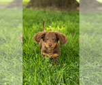 Small Dachshund