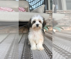 ShihPoo Puppy for sale in GREENFIELD, IN, USA