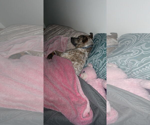 Medium Photo #3 Mutt Puppy For Sale in Garden City, NY, USA