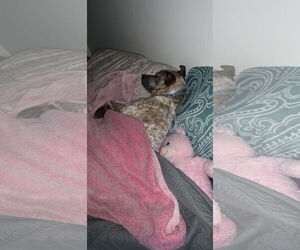 Rocco - Male Mutt Dog for Adoption - Photo #3