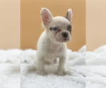 Small #2 French Bulldog