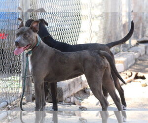 Dusty - Female Mutt Dog for Adoption - Photo #2